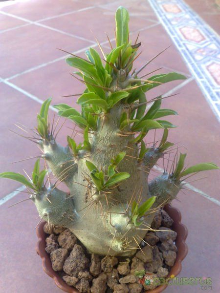 A photo of Pachypodium saundersii
