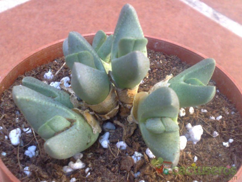 Una foto de Cheiridopsis brownii