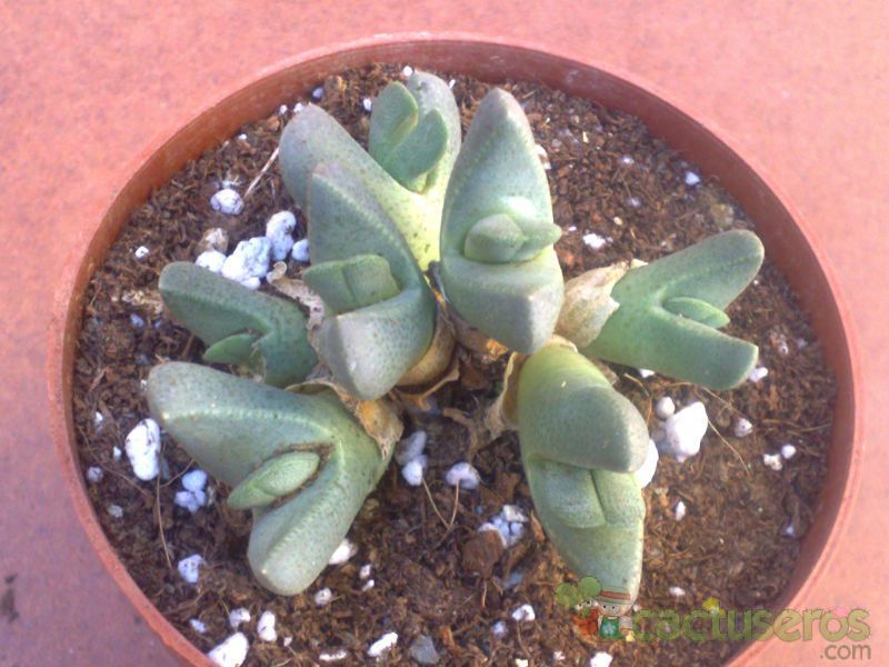 Una foto de Cheiridopsis brownii
