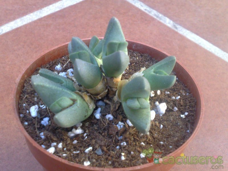 Una foto de Cheiridopsis brownii