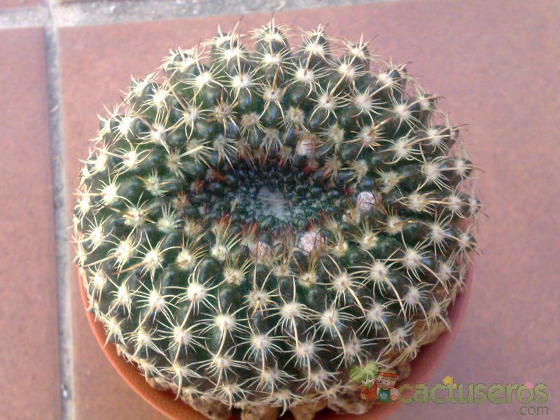 Una foto de Parodia concinna subsp. blaauwiana