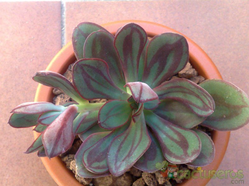 Una foto de Echeveria nodulosa