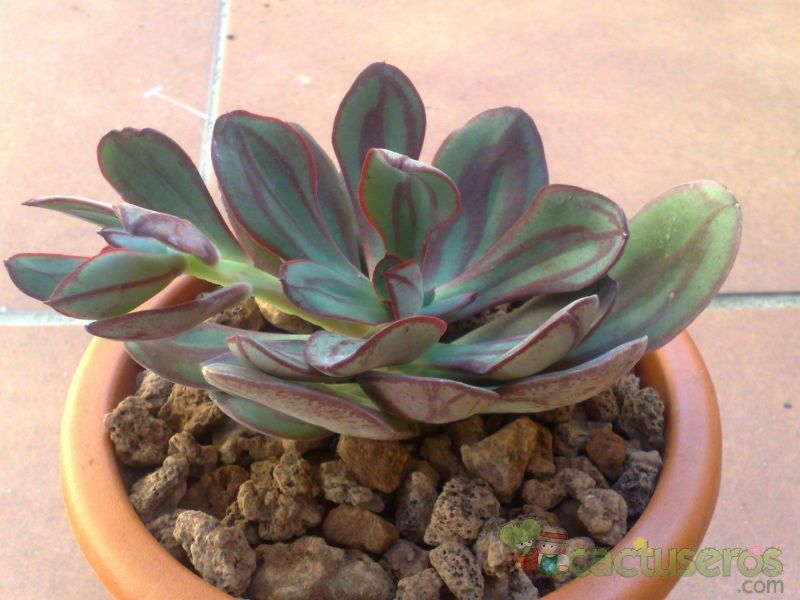 Una foto de Echeveria nodulosa