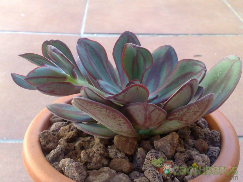 Una foto de Echeveria nodulosa