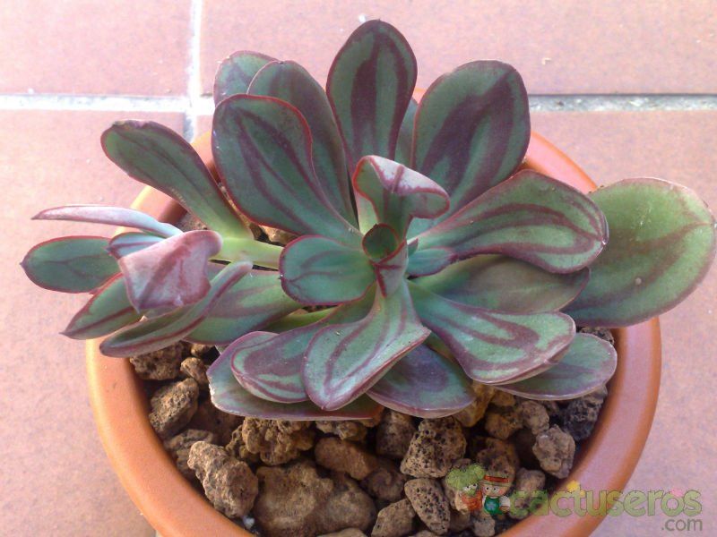 Una foto de Echeveria nodulosa
