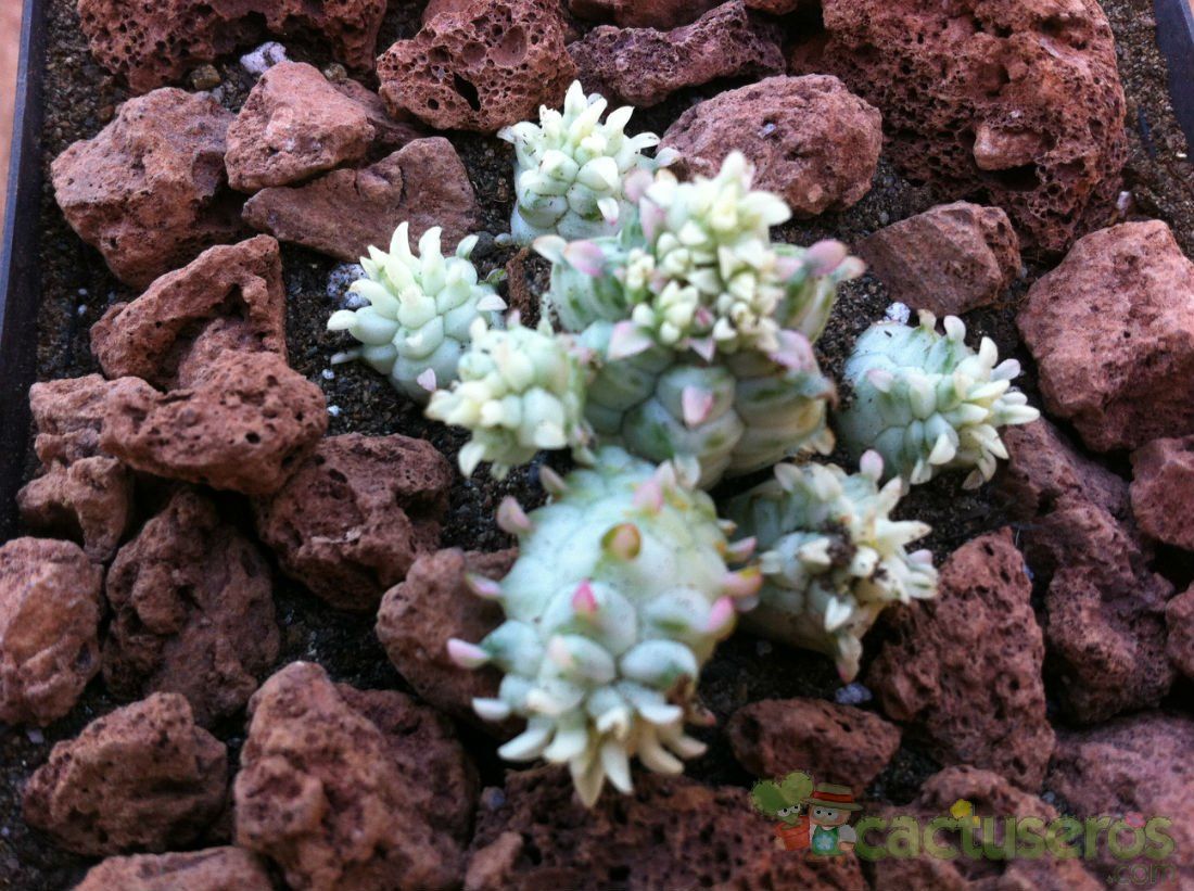 A photo of Euphorbia mammillaris fma. variegada