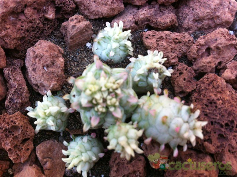 A photo of Euphorbia mammillaris fma. variegada