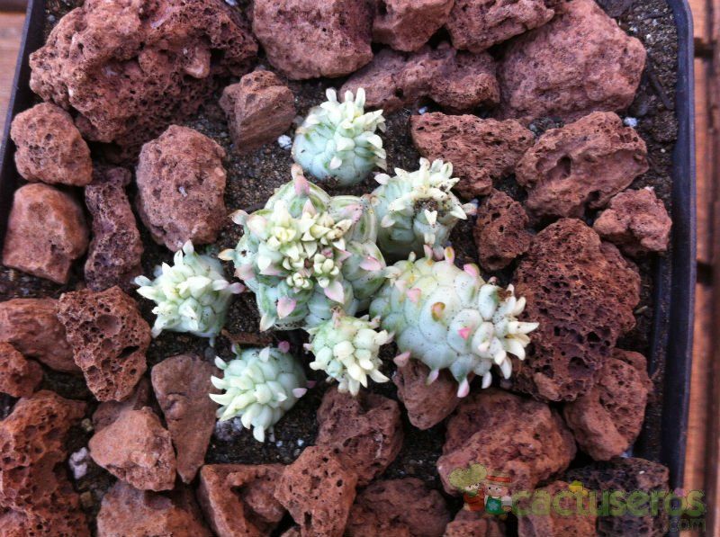 A photo of Euphorbia mammillaris fma. variegada