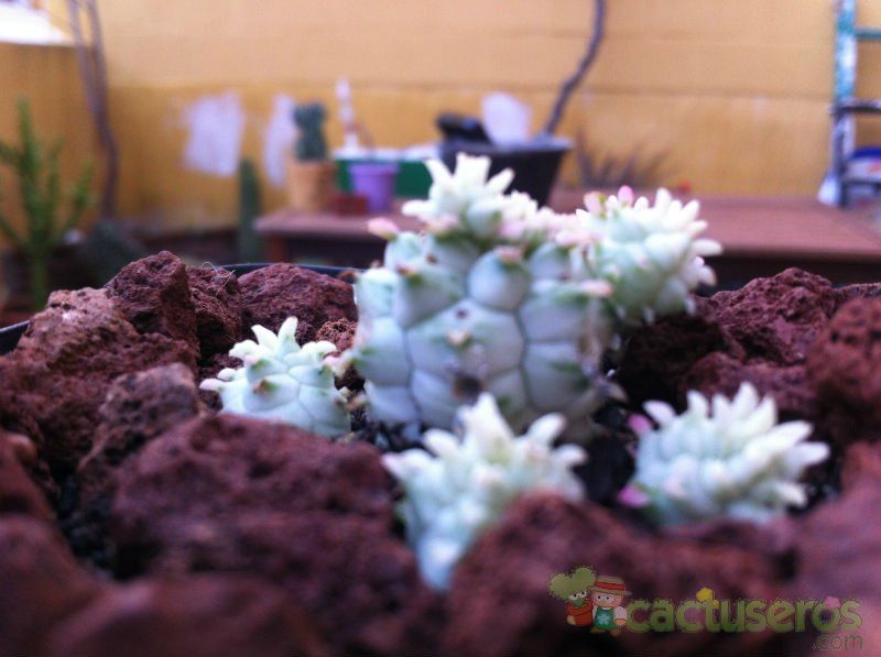 A photo of Euphorbia mammillaris fma. variegada