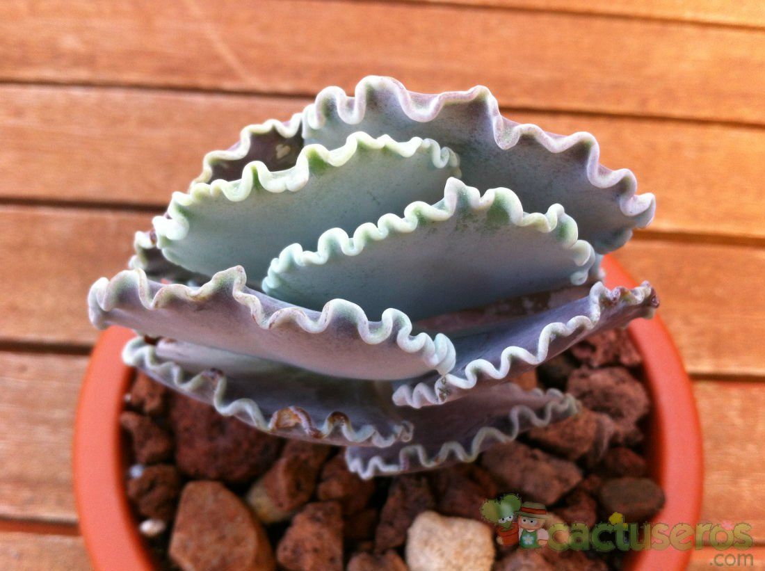 Una foto de Cotyledon orbiculata var. undulata