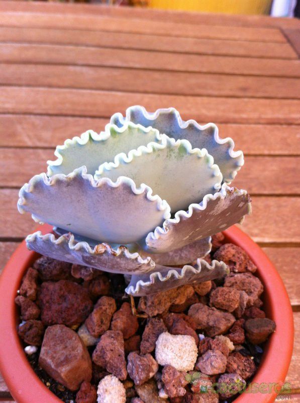 Una foto de Cotyledon orbiculata var. undulata