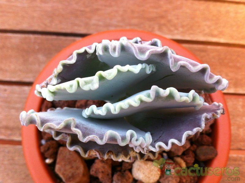 Una foto de Cotyledon orbiculata var. undulata