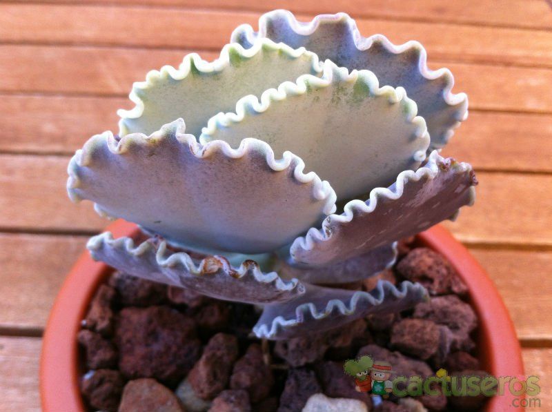 Una foto de Cotyledon orbiculata var. undulata