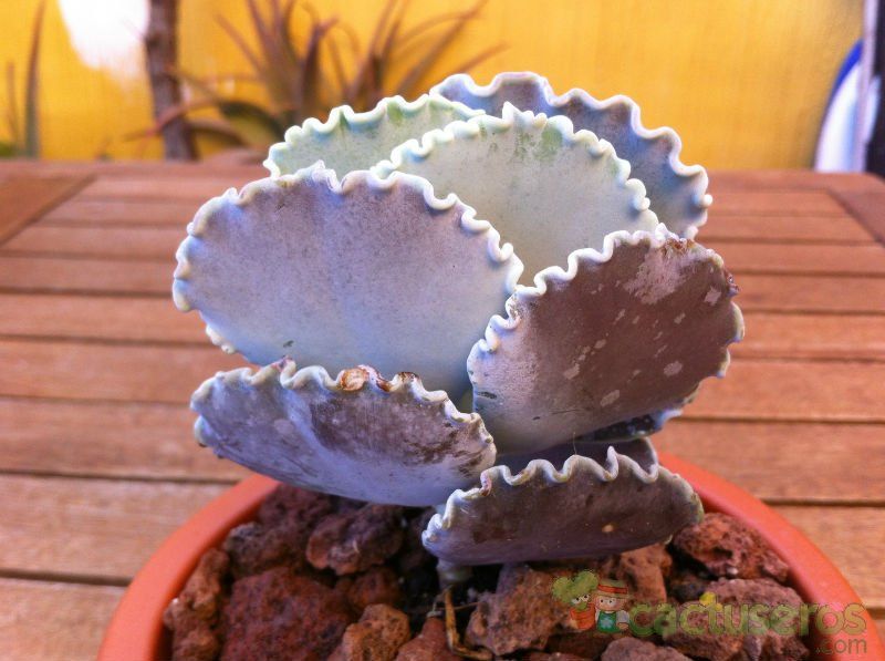 Una foto de Cotyledon orbiculata var. undulata