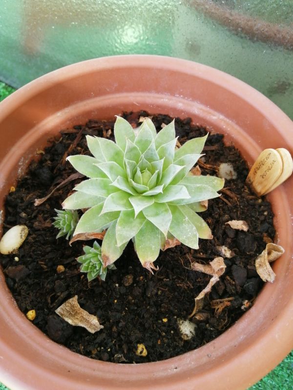 Una foto de Sempervivum tectorum