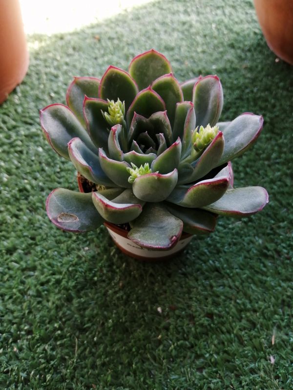 A photo of Echeveria pulidonis