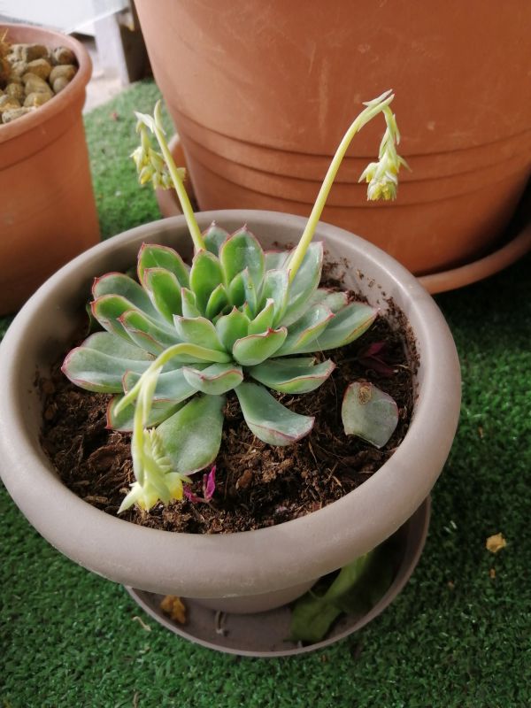 A photo of Echeveria pulidonis