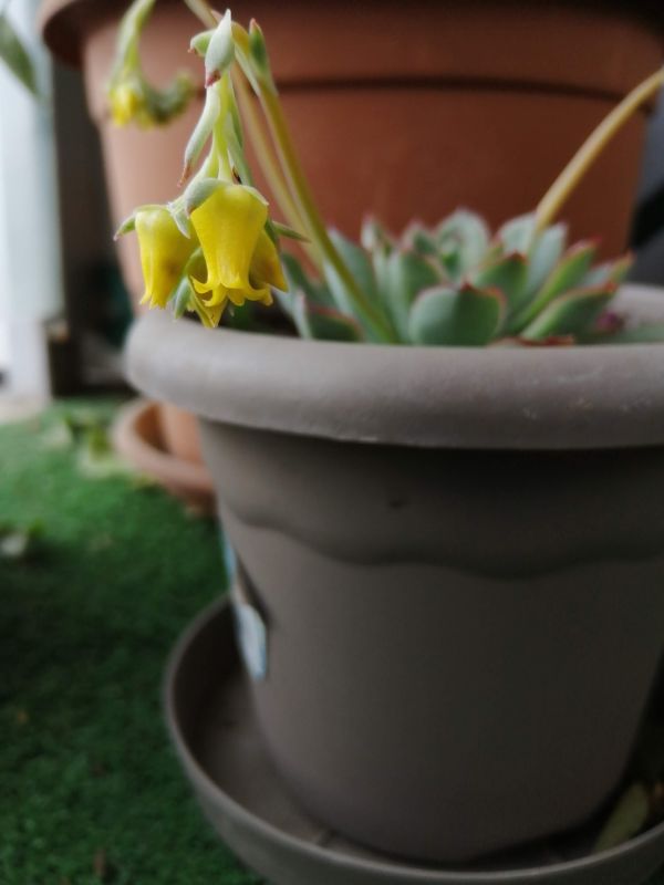 A photo of Echeveria pulidonis