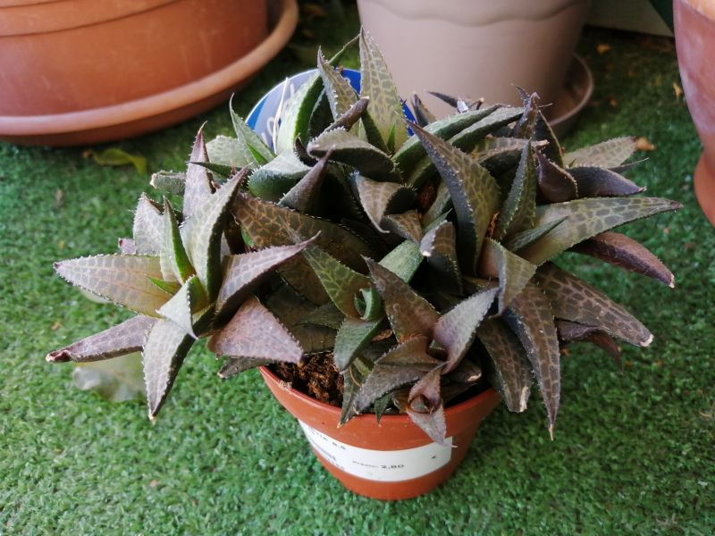 Una foto de Haworthia venosa subsp. tessellata