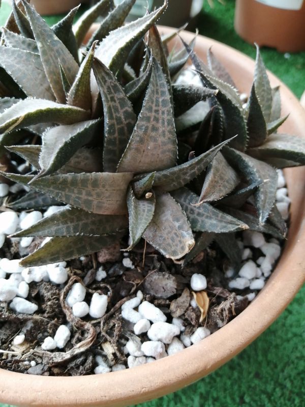 Una foto de Haworthia venosa subsp. tessellata