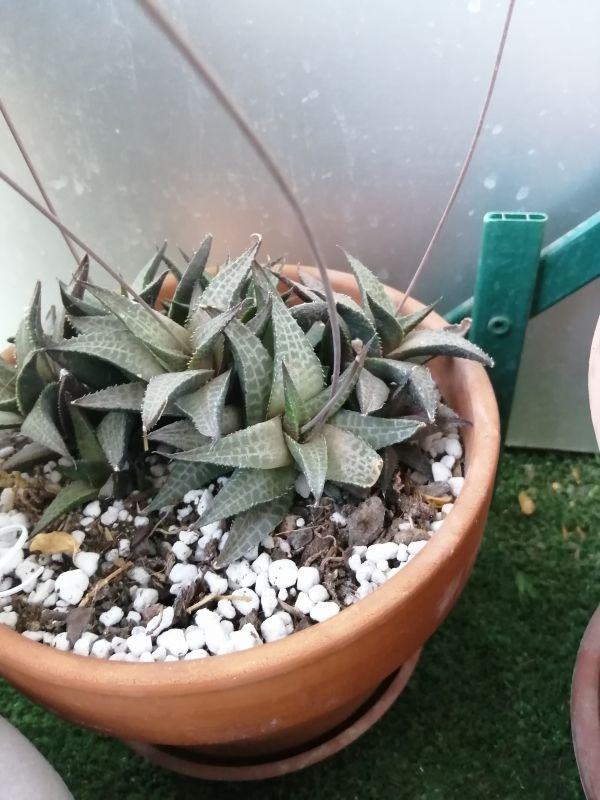 Una foto de Haworthia venosa subsp. tessellata