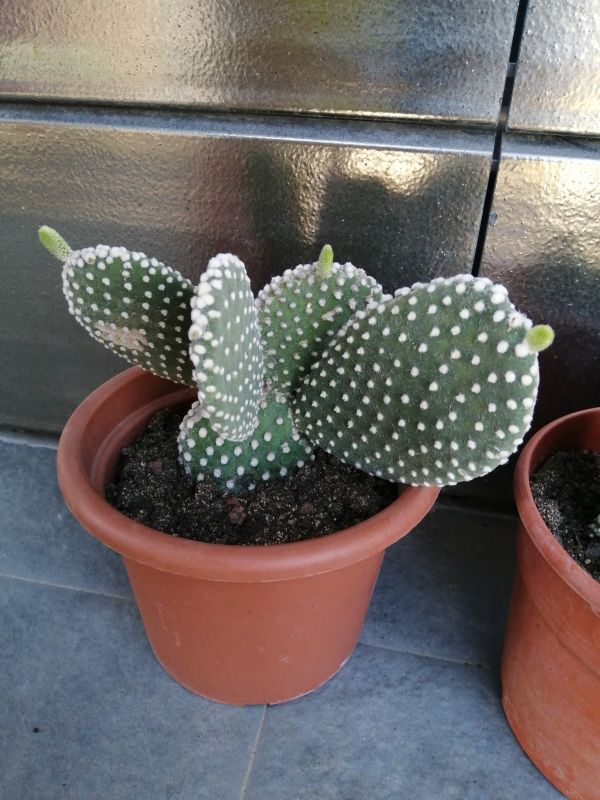 Una foto de Opuntia microdasys fma. albispina