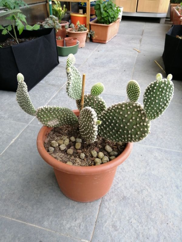 Una foto de Opuntia microdasys fma. albispina