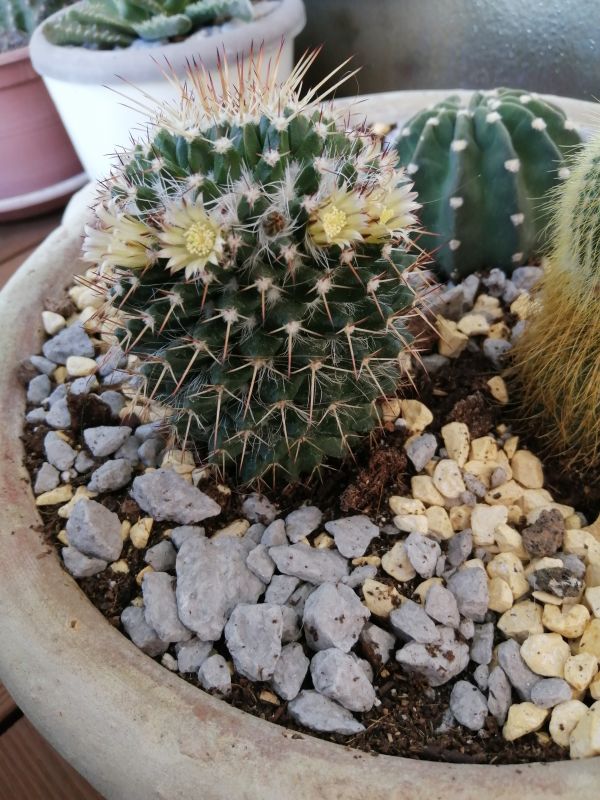 Photo of a cactus currently being identified