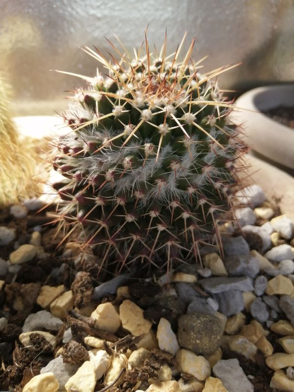 Photo of a cactus currently being identified
