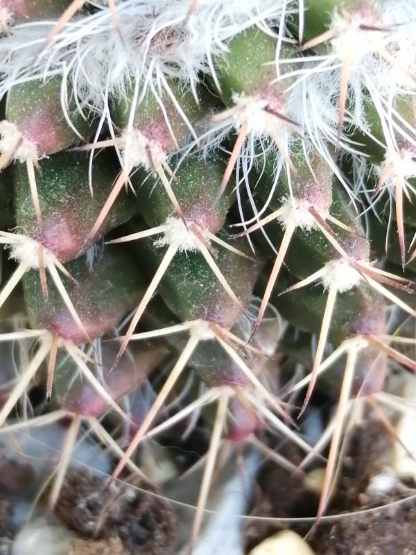 Photo of a cactus currently being identified