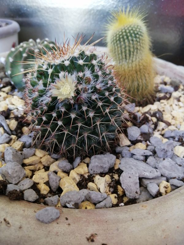 Photo of a cactus currently being identified