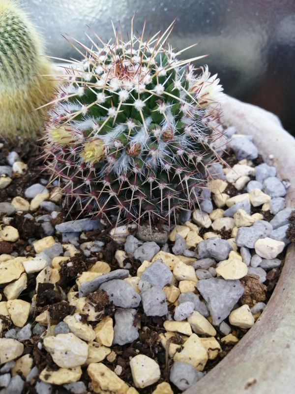 Photo of a cactus currently being identified