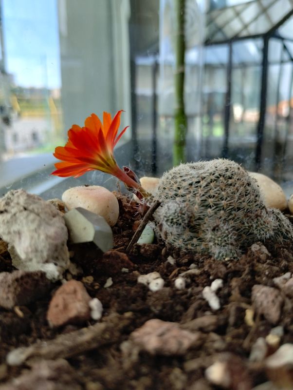 A photo of Rebutia heliosa