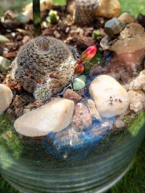 A photo of Rebutia heliosa