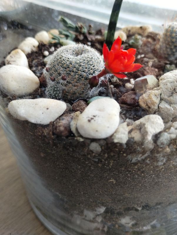 A photo of Rebutia heliosa