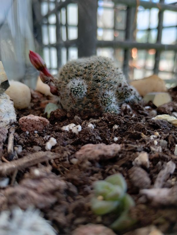 A photo of Rebutia heliosa