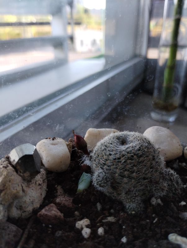 A photo of Rebutia heliosa