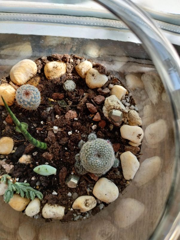 A photo of Rebutia heliosa