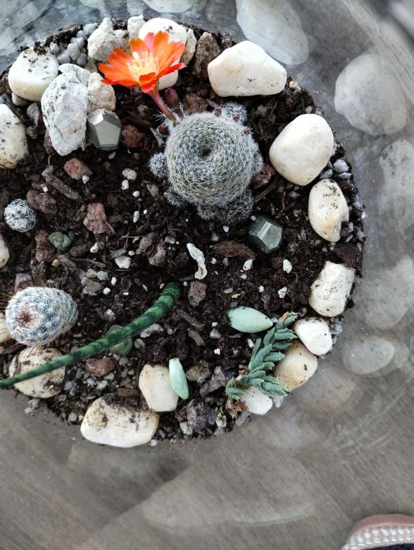 A photo of Rebutia heliosa