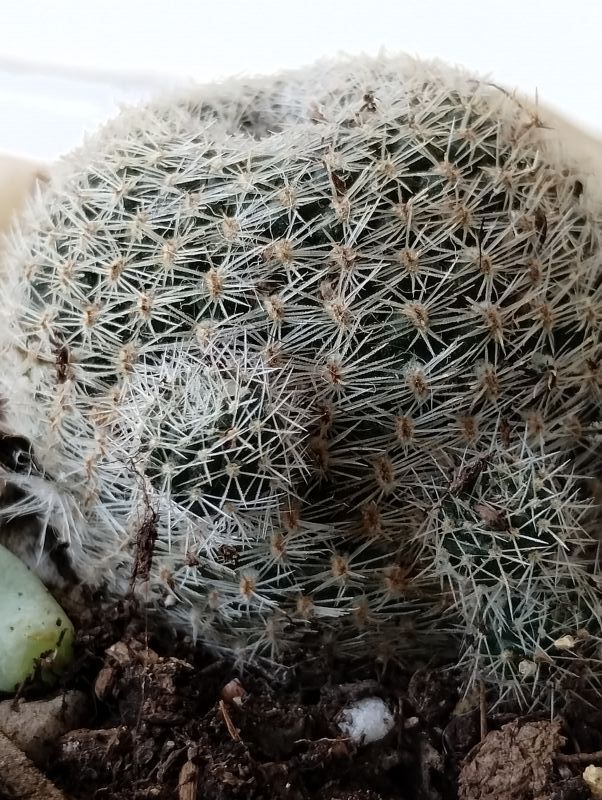 A photo of Rebutia heliosa