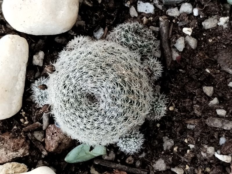 A photo of Rebutia heliosa