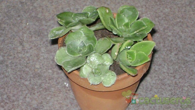 A photo of Aeonium haworthii