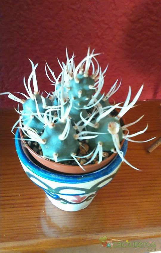 A photo of Tephrocactus articulatus fma. papyracanthus