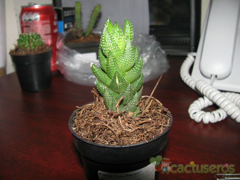 A photo of Haworthia coarctata