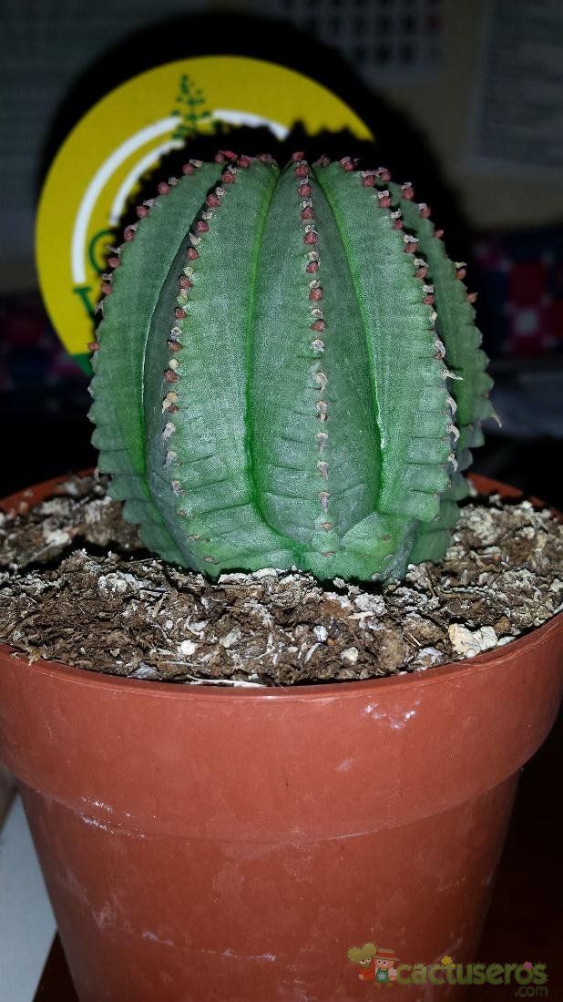 A photo of Euphorbia cv. Willian Denton