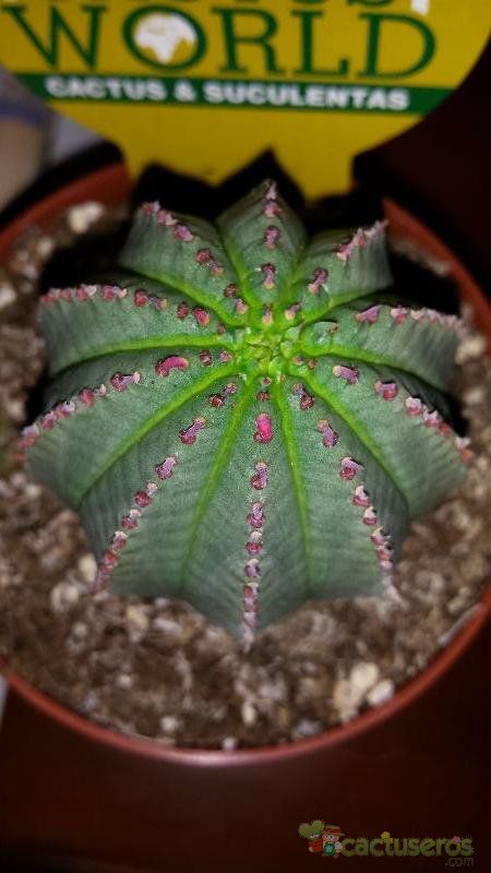 A photo of Euphorbia cv. Willian Denton