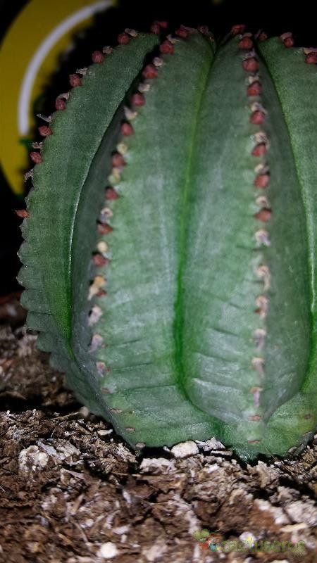 A photo of Euphorbia cv. Willian Denton