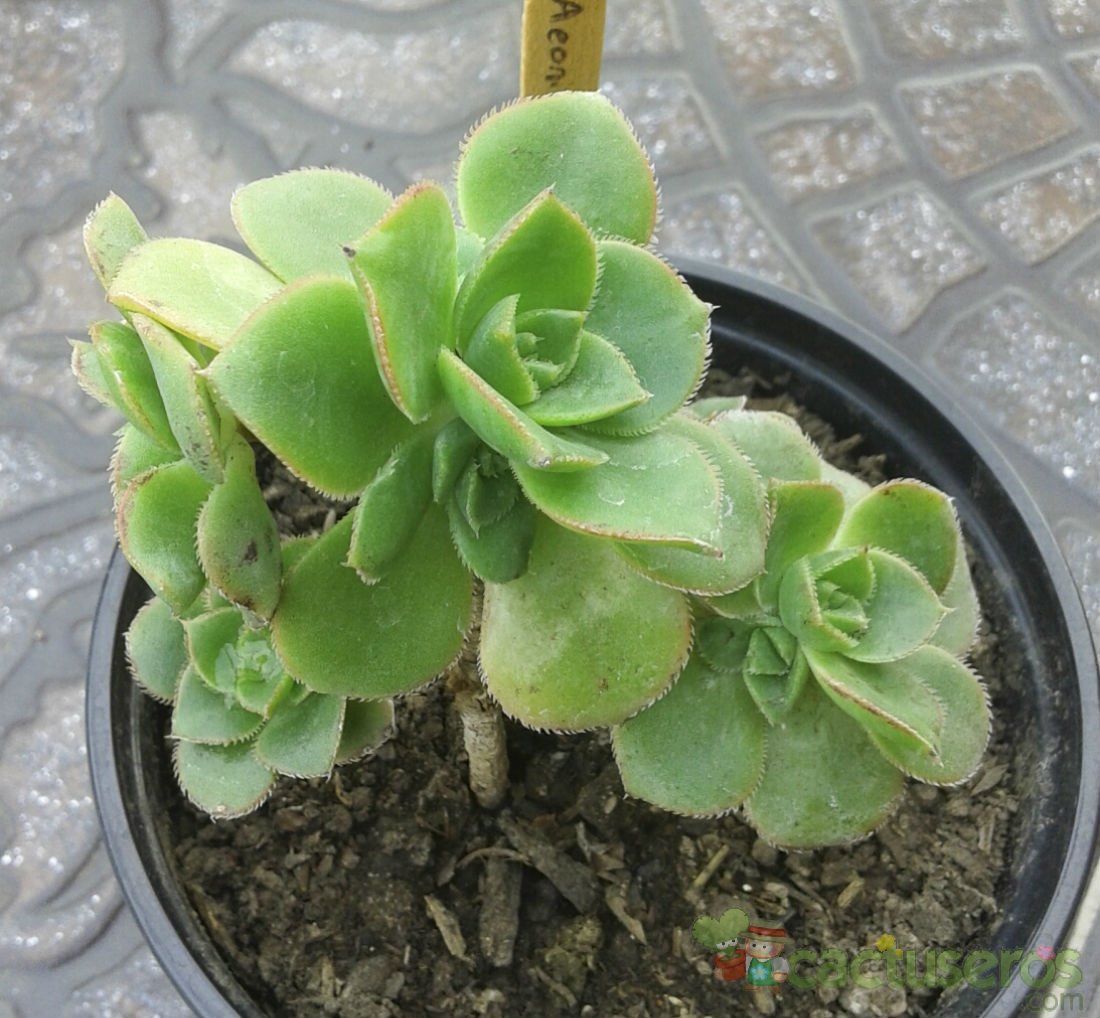 A photo of Aeonium haworthii
