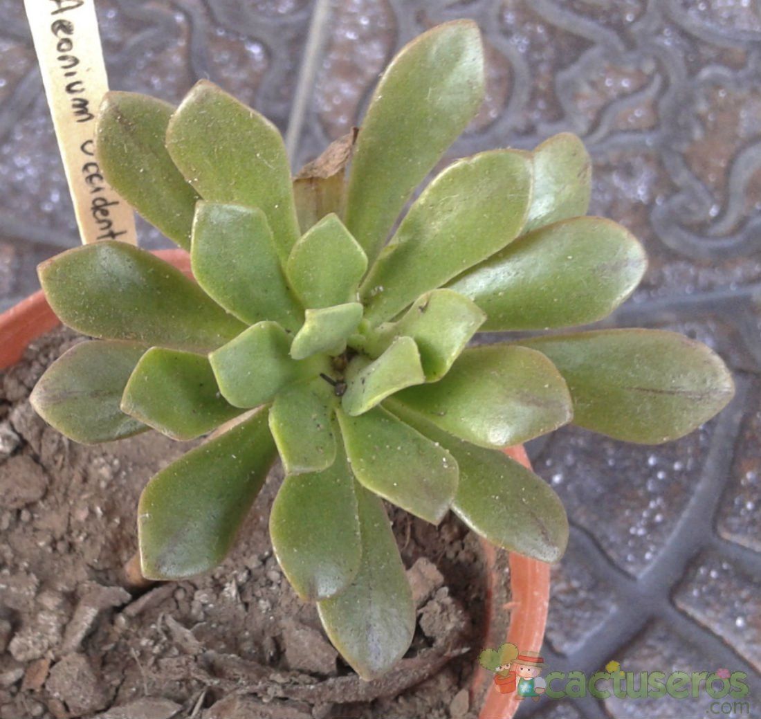 Una foto de Aeonium x occidentalis