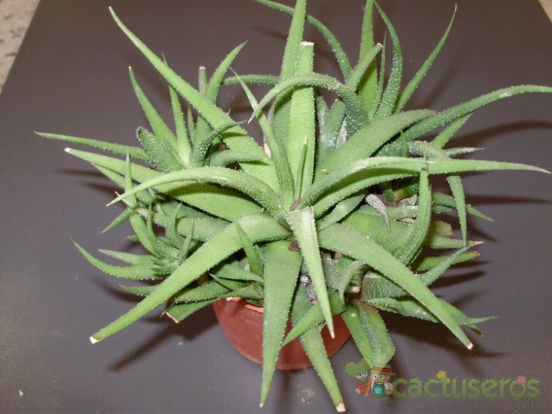 A photo of Haworthia attenuata var. radula